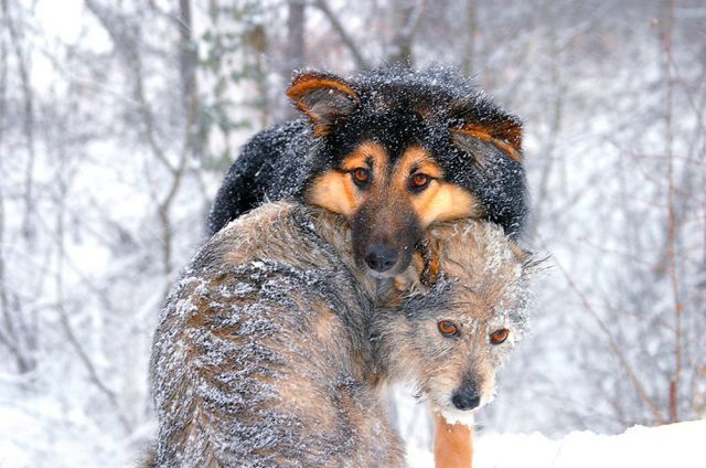 две собаки в снегу
